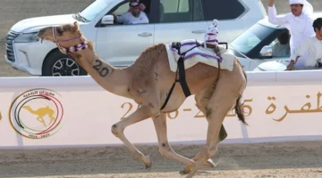 مهرجان الظفرة للهجن يتوج مهرة الناشئة بكأس «اللقايا الأبكار» ويبرز مستقبل سباقات الهجن في الإمارات